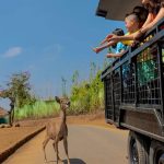 Wisata Edukasi di Batu Secret Zoo Pengalaman Tak Terlupakan Bersama Satwa