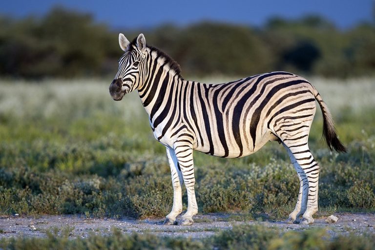 Fakta Menarik Tentang Zebra, Kuda Liar dengan Pola Hitam Putih yang Unik