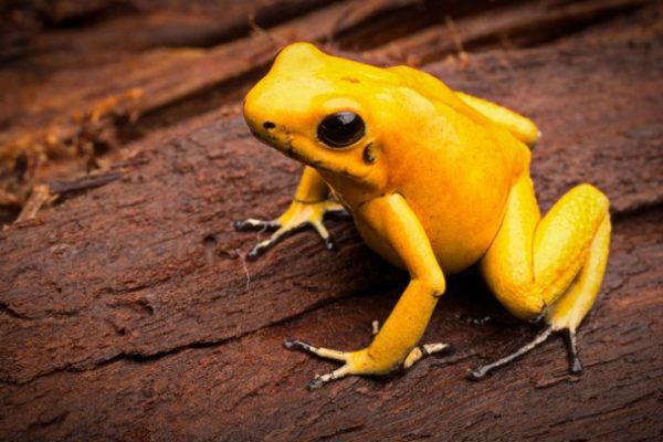 Katak Panah Emas, Cantik namun Mematikan