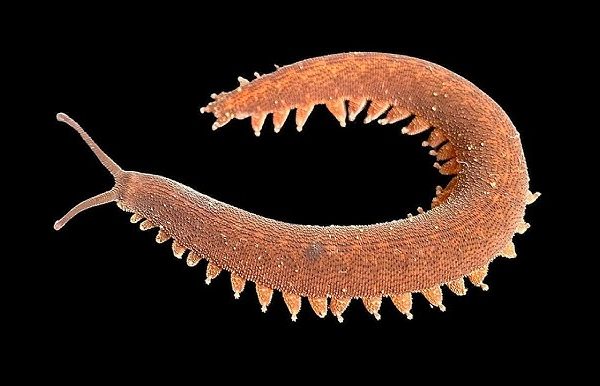 Velvet Worm, Cacing Prasejarah dengan Senjata Jaring Lengket