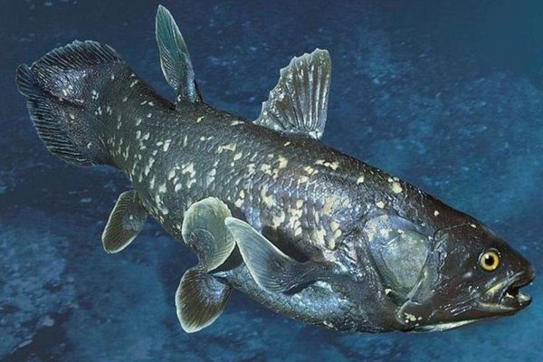 Ikan Coelacanth, Fosil Hidup dari Kedalaman Laut