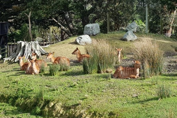 Kebun Binatang Wellington, Surga Konservasi di Selandia Baru yang Ramah Lingkungan