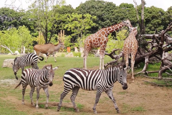 Yokohama Zoo, Petualangan Satwa di Zoorasia