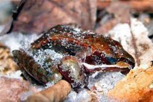 Katak Kayu Alaska, Hewan yang Bisa Membeku dan Hidup Kembali