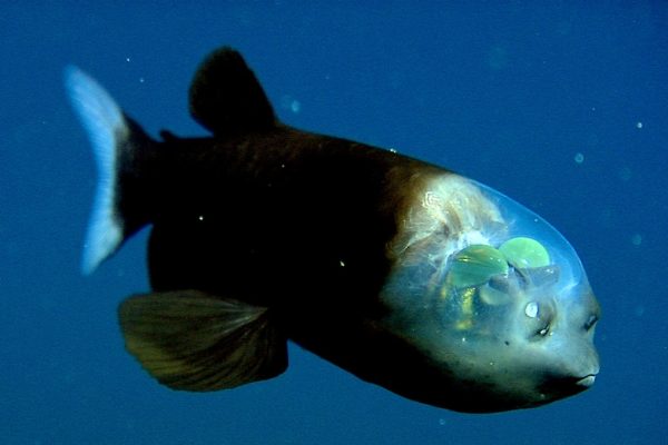 Fakta Menarik Ikan Barreleye, Makhluk Laut Dalam yang Unik