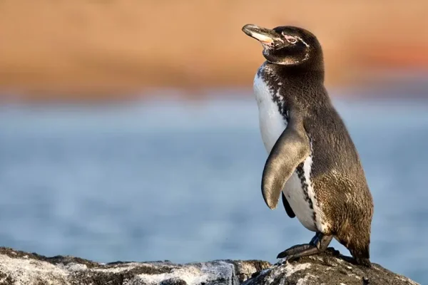 Fakta Menarik tentang Penguin Galรกpagos, Satwa Unik di Kepulauan Tropis
