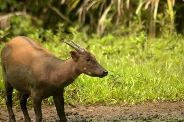Fakta Menarik Hewan Langka, Saola, Unicorn Asia yang Misterius