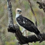 Elang Flores, Burung Pemangsa Endemik yang Terancam Punah